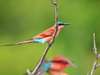 Motswari Game Lodge - Birdlife 